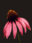 echinacea variation 1